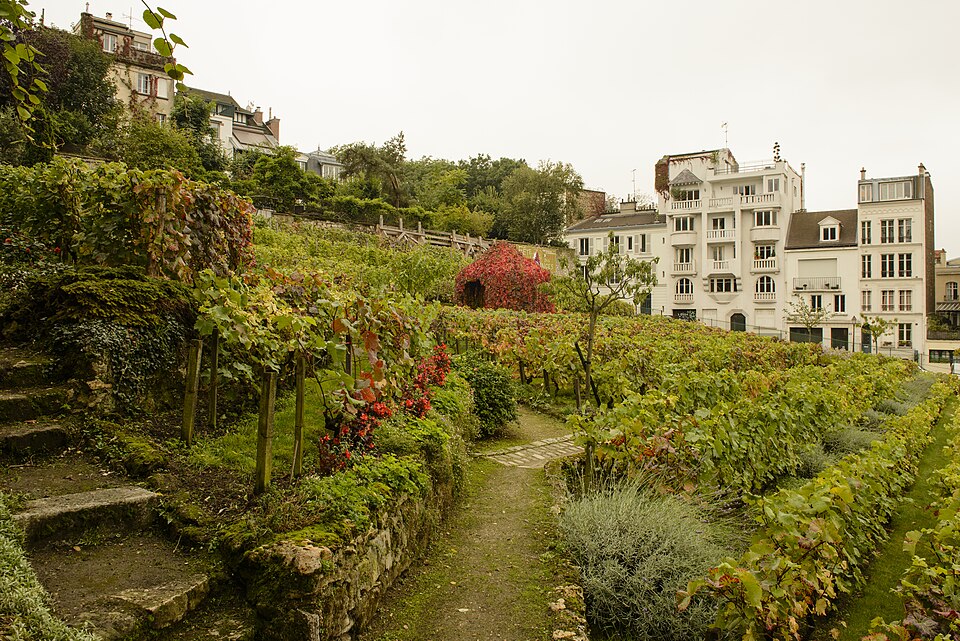 Montmartre vineyard, Paris